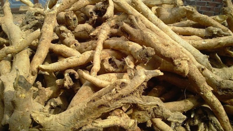 Bài thuốc từ rễ cây mật gấu giúp trị tiêu chảy, kiết lỵ