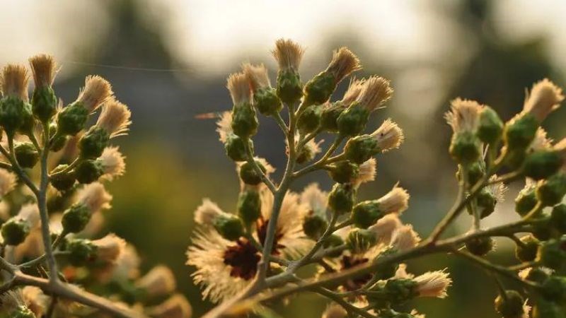 Cây mật gấu có thể chế biến để giải rượu, giải độc gan