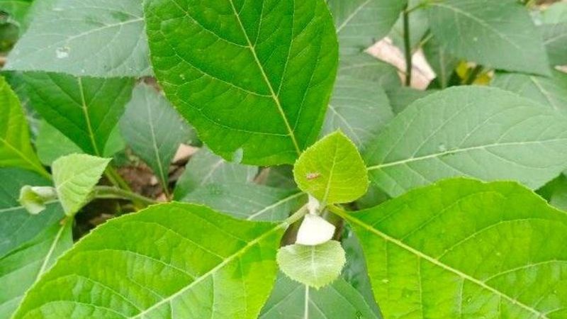 Rượu từ cây mật gấu giúp điều trị bệnh đường tiêu hóa
