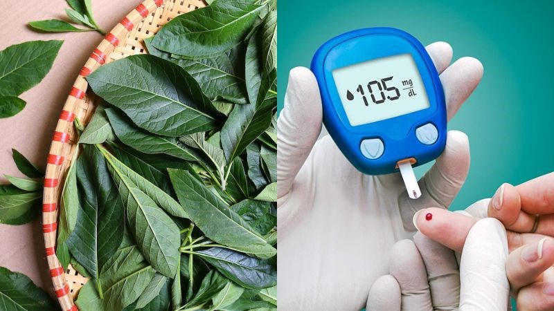 Lá mật gấu hãm nước giúp điều trị đái tháo đường