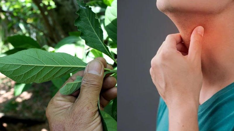 Nhai lá mật gấu sống giúp giảm đau họng, ho có đờm