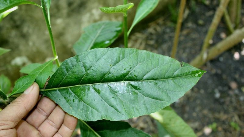 Cây mật gấu chứa nhiều thành phần hóa học như flavonoid, các vitamin