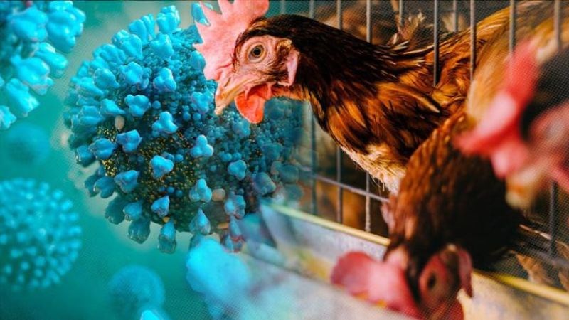 Cúm A/H9 là bệnh lây truyền từ gà sang người do virus gây nên Cúm A/H9 là bệnh lây truyền từ gà sang người do virus gây nên