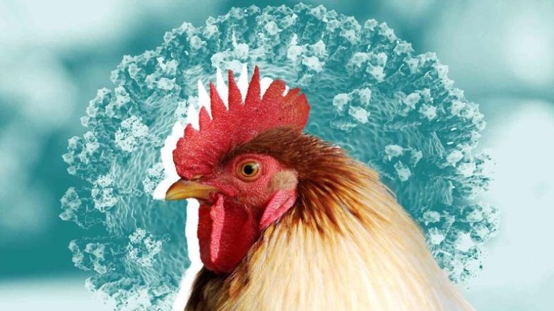 Virus cúm A/H9 lây truyền từ gà mắc bệnh sang người Virus cúm A/H9 lây truyền từ gà mắc bệnh sang người