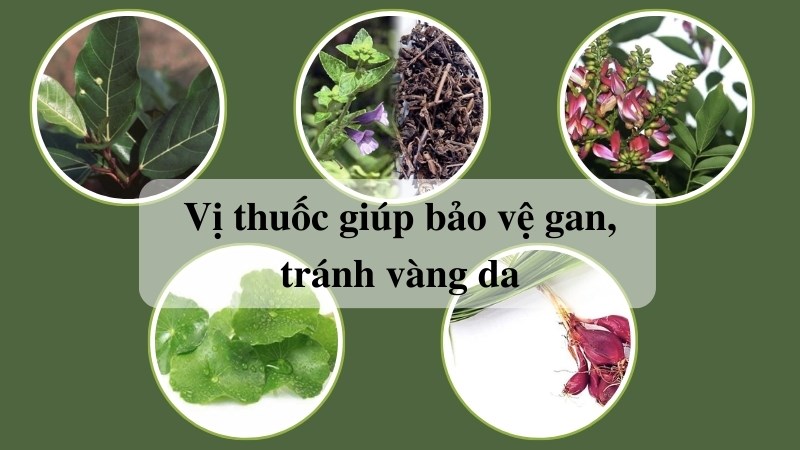 Vị thuốc có chứa lá sung kết hợp với nhiều loại thảo dược, giúp bảo vệ gan, tránh vàng da
