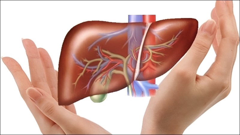 Bổ sung một tách trà lá sung hằng ngày để bảo vệ gan và cải thiện bệnh vàng da