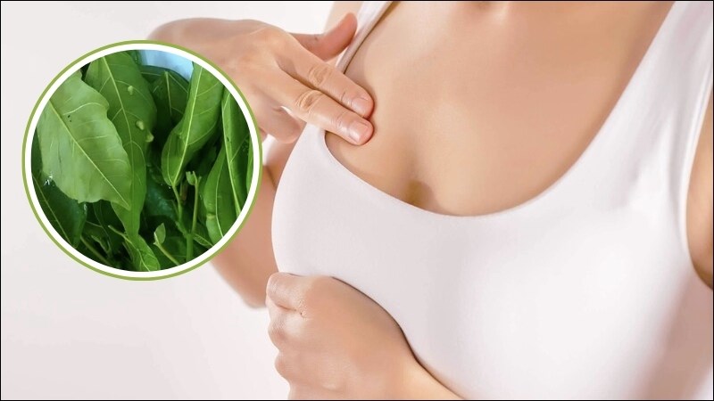 Mẹ bỉm có thể uống thang thuốc chứa lá sung kết hợp với các nguyên liệu khác để lợi sữa