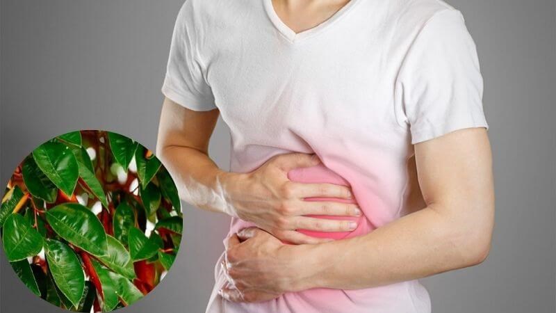 Bài thuốc chữa đau dạ dày bằng lá vú sữa