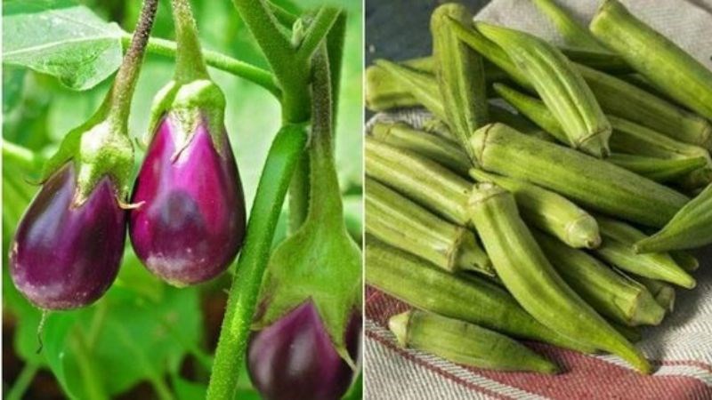 Cà tím và đậu bắp là nguồn cung cấp chất xơ hòa tan rất dồi dào