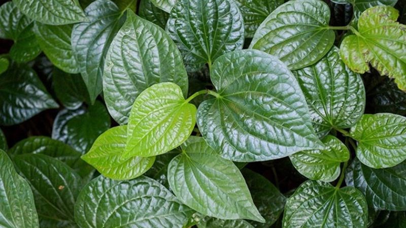 Lá lốt thường dùng làm gia vị hoặc làm thuốc