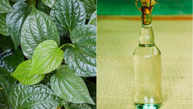 Lá lốt ngâm rượu dùng để xoa bóp nhẹ nhàng khu vực đau nhức 
