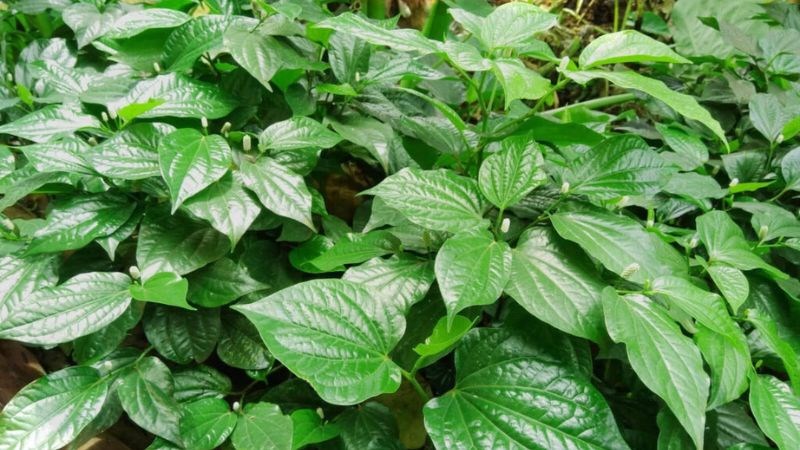 Uống nước từ lá lốt giúp trị đau nhức xương khớp khi trời lạnh