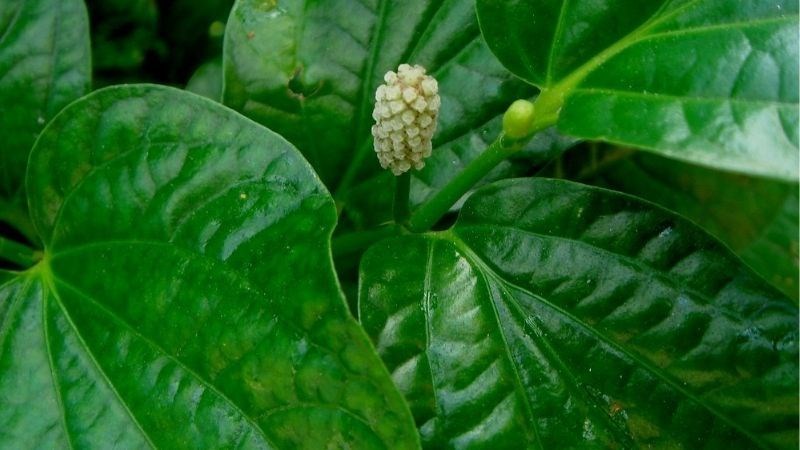 Thời gian các triệu chứng giảm nhẹ sau khi dùng lá lốt phụ thuộc cơ địa từng người