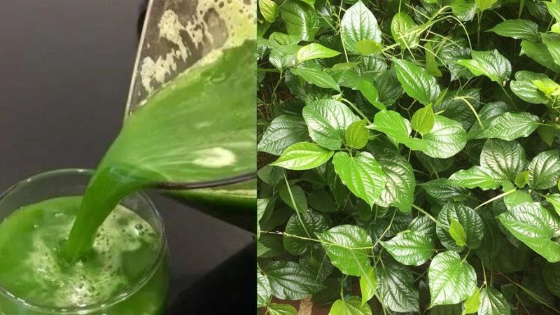 Bạn nên dùng lá lốt với một lượng vừa phải khoảng 50 - 100g/ngày