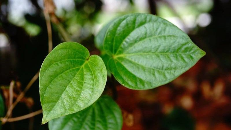 100g lá lốt cung cấp 39 calo