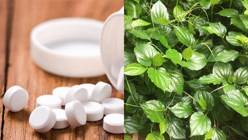Bạn không nên tự ý kết hợp thuốc tây và lá lốt khi chưa có chỉ dẫn của bác sĩ