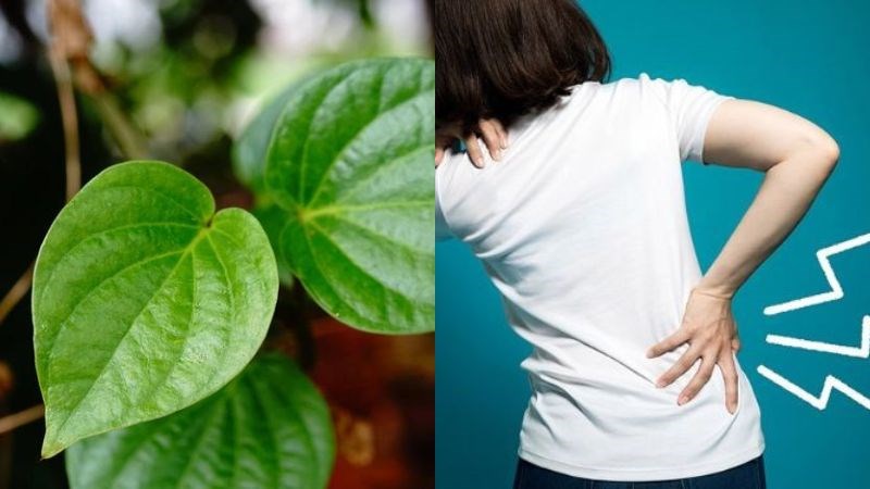 Lá lốt chứa một số loại tinh dầu có tác dụng điều trị bệnh xương khớp