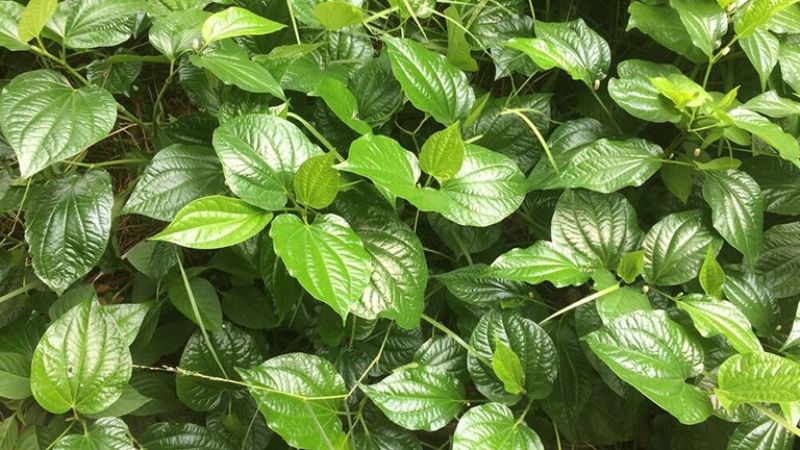 Liều lượng lá lốt tươi nên dùng là 15 - 30g