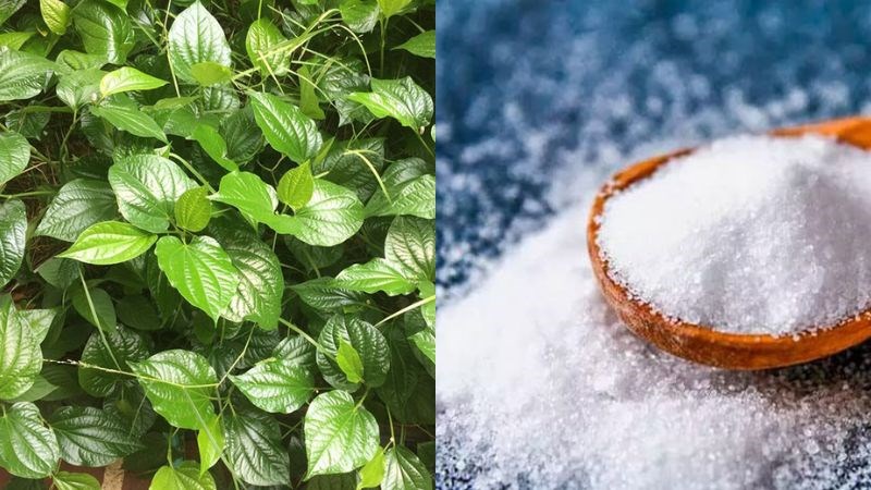 Đắp lá lốt với muối biển giúp cải thiện các triệu chứng đau nhức xương khớp
