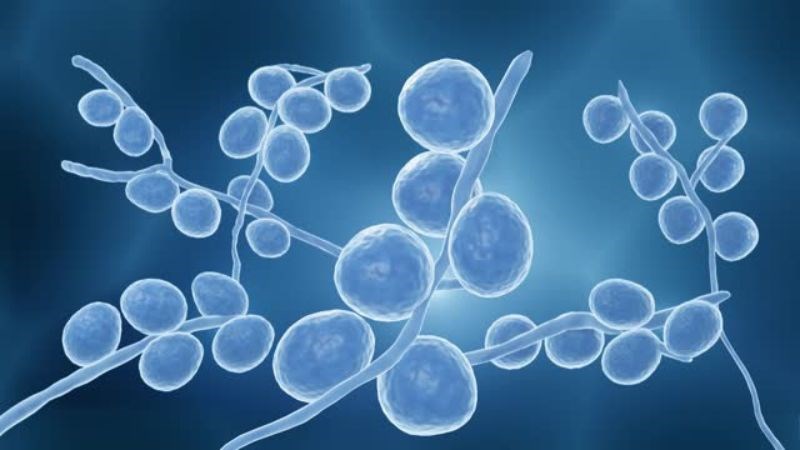 Nấm hậu môn là bệnh nhiễm trùng do nấm Candida gây nên