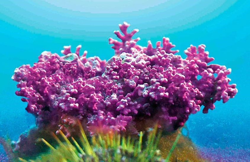 Lithothamnium calcareum là loại tảo đỏ cung cấp nhiều dưỡng chất cho cơ thể