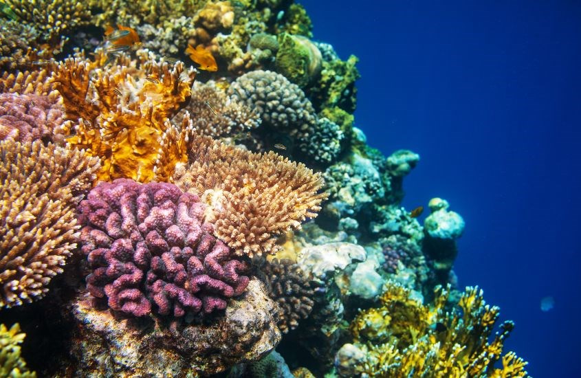 San hô là thực vật được ứng dụng rộng rãi trong các lĩnh vực y tế