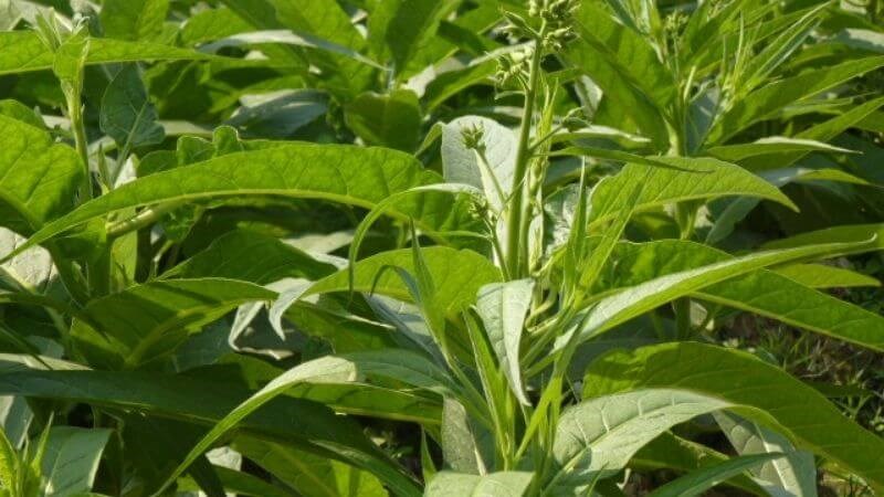 Cây thuốc lào là một loài cây nhỏ, có nguồn gốc từ Nam Mỹ