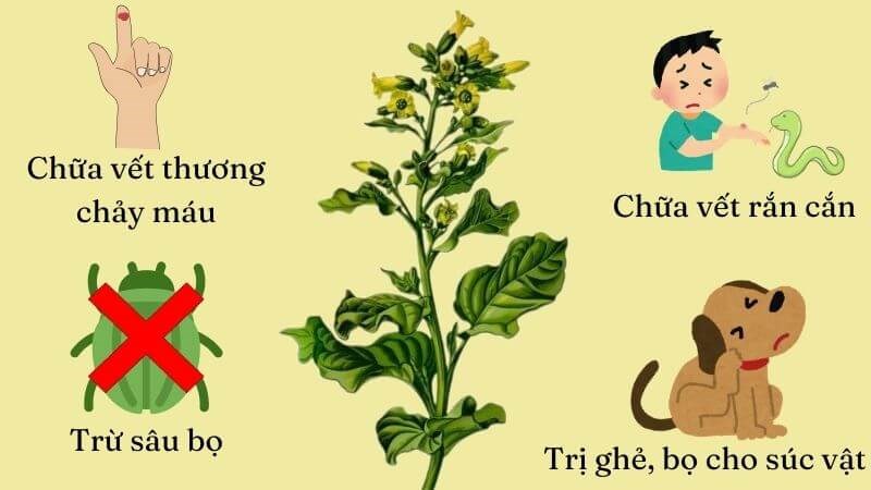 Trong y học cây thuốc lào chủ yếu được sử dụng bên ngoài da để điều trị bệnh