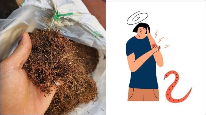 Dùng thuốc lào đắp trực tiếp lên vết rắn cắn giúp điều trị vết thương