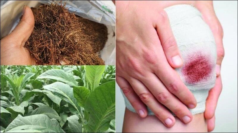 Đắp trực tiếp thuốc lào sợi hoặc giã lá thuốc lào tươi giúp chữa vết thương chảy máu