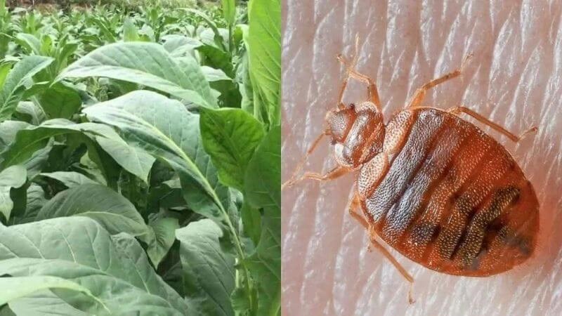 Lá cây thuốc lào có tác dụng trừ rệp dưới chiếu, nệm