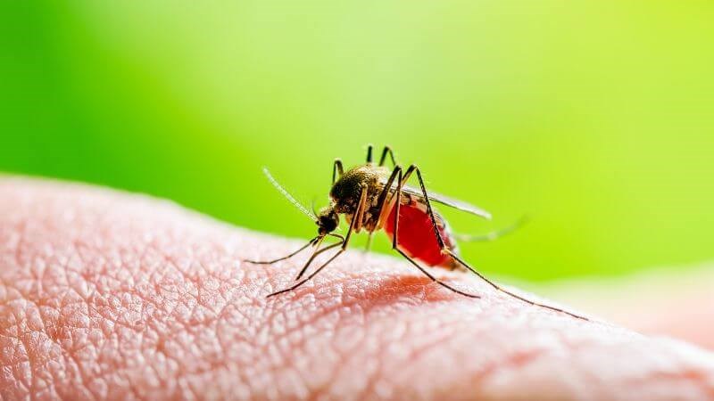 Đường lây truyền chủ yếu của virus Zika là muỗi vằn