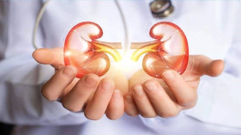 Uống đủ nước giúp thận hoạt động hiệu quả hơn và ngăn ngừa sỏi thận