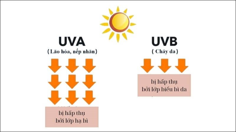 Tránh ánh nắng mặt trời vào giờ cao điểm từ 10h đến 2h chiều là tốt nhất