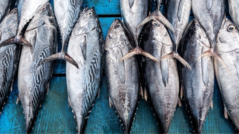 Cá ngừ là một thực phẩm giàu protein