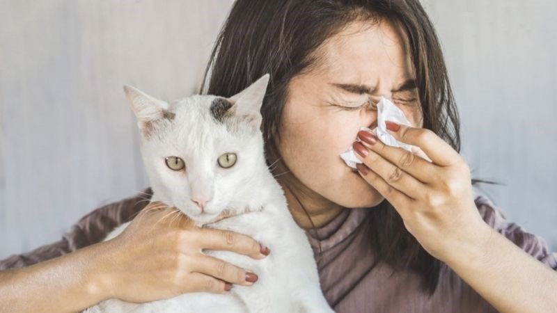 Bà bầu cần tránh tiếp xúc với lông chó mèo nếu có tiền sử dị ứng trước đó