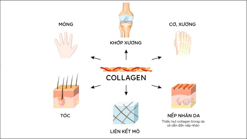 Collagen có thể giúp hỗ trợ cấu trúc cho các mô