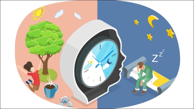 Melatonin giúp điều chỉnh chu kỳ ngày - đêm