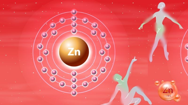 Kẽm là một loại khoáng chất cần thiết cho nhiều hoạt động chức năng của cơ thể Kẽm là một loại khoáng chất cần thiết cho nhiều hoạt động chức năng của cơ thể