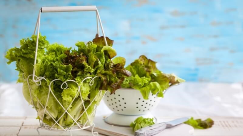 Rau diếp không chỉ cung cấp vitamin K, C mà còn chứa một lượng lớn beta carotene