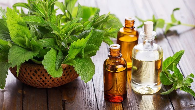 Chiết tinh dầu bạc hà để tổng hợp sản xuất thuốc dạng viên nang, kem bôi da hay dạng xông hít