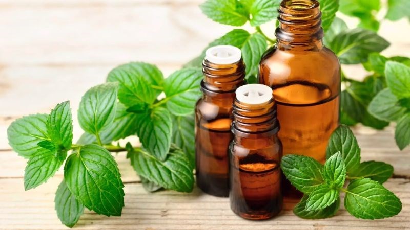 Không nên thoa hay hít tinh dầu bạc hà quá 3 – 4 lần/ngày