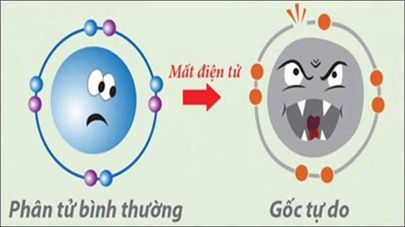 Atiso củng cố hàng rào bảo vệ da khỏi các gốc tự do