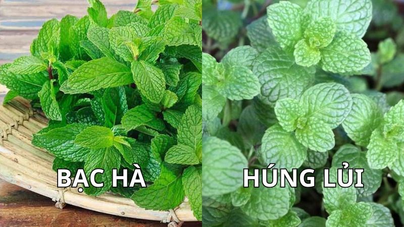 Lá bạc hà có kích thước to hơn lá húng lủi