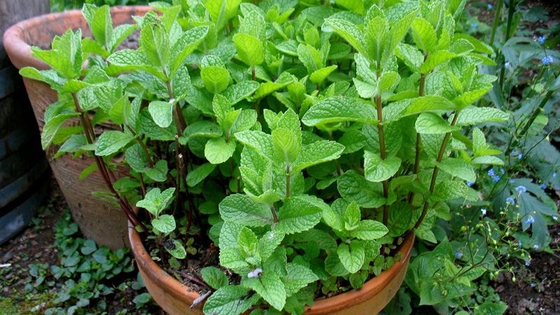 Bạc hà có thân vuông, thường mọc đứng
