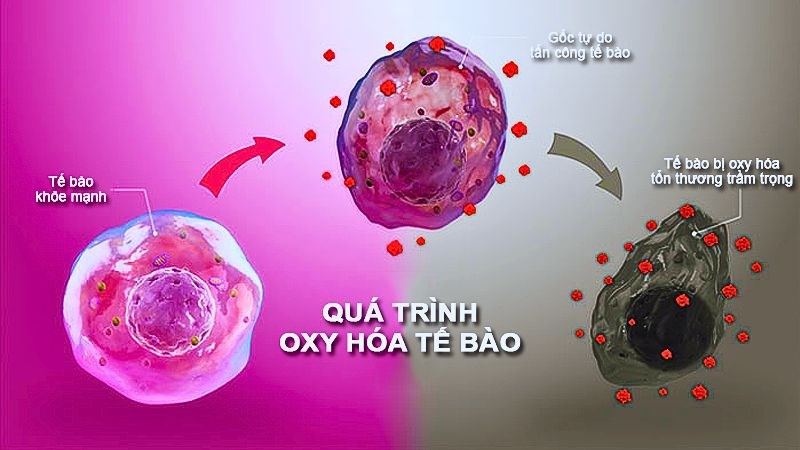 Tinh dầu sả có đặc tính chống oxy hóa mạnh giúp loại bỏ các gốc tự do gây hại