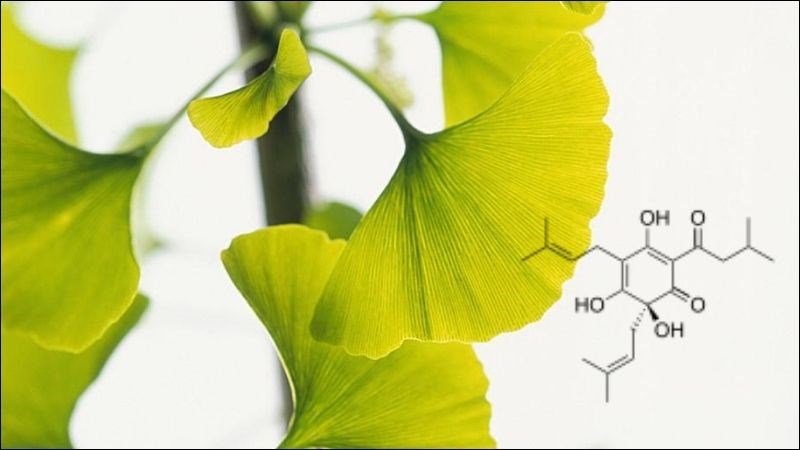 Terpenoid trong Ginkgo Biloba có tác dụng cải thiện lưu thông tuần hoàn máu não