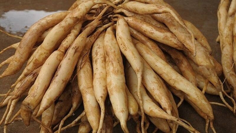 Bộ phận dùng để làm thuốc của bách bộ là phần rễ củ