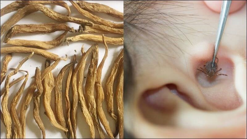Bách bộ trộn với dầu mè và bôi trong lỗ tai để trị côn trùng
