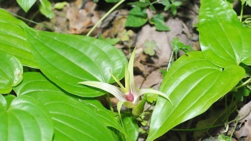 Bách bộ có tên khoa học là Stemona tuberosa Lour, thuộc họ Stemonaceae